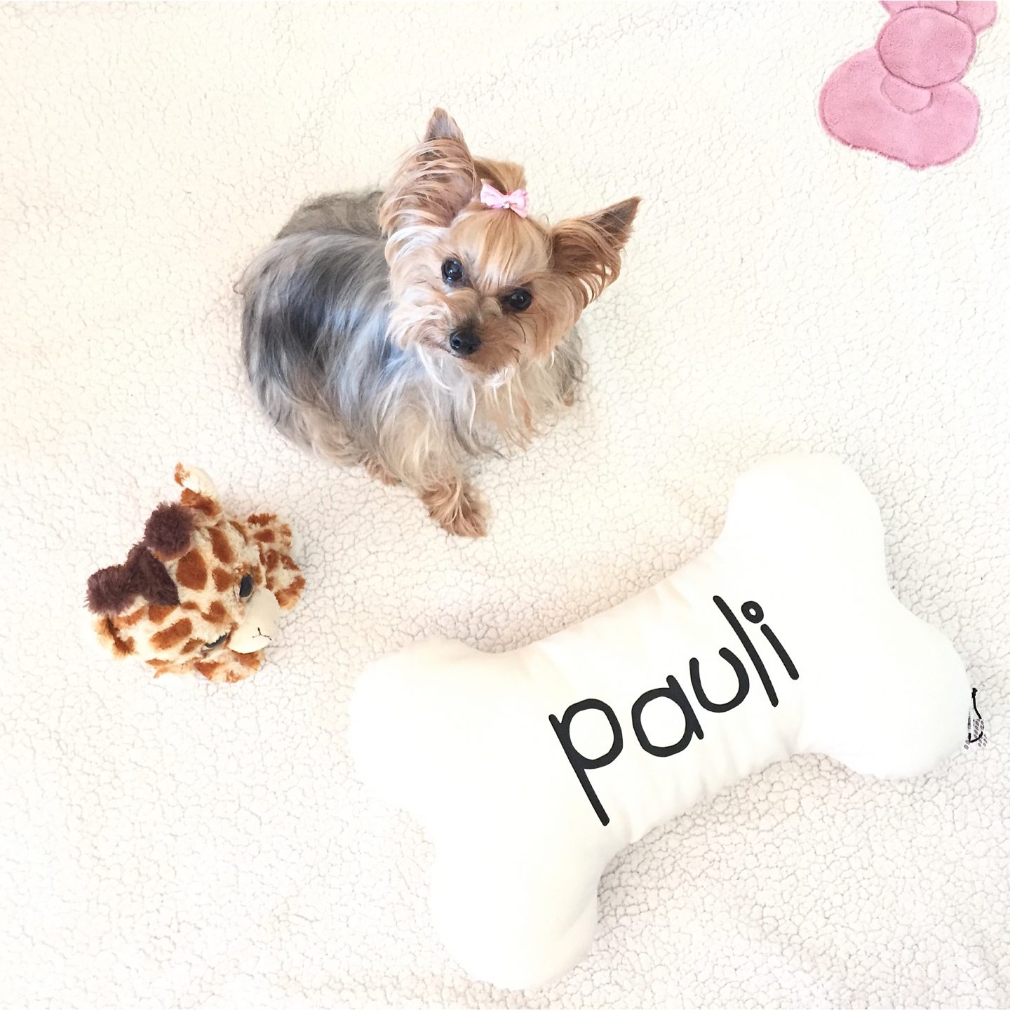 Pauli & Pets