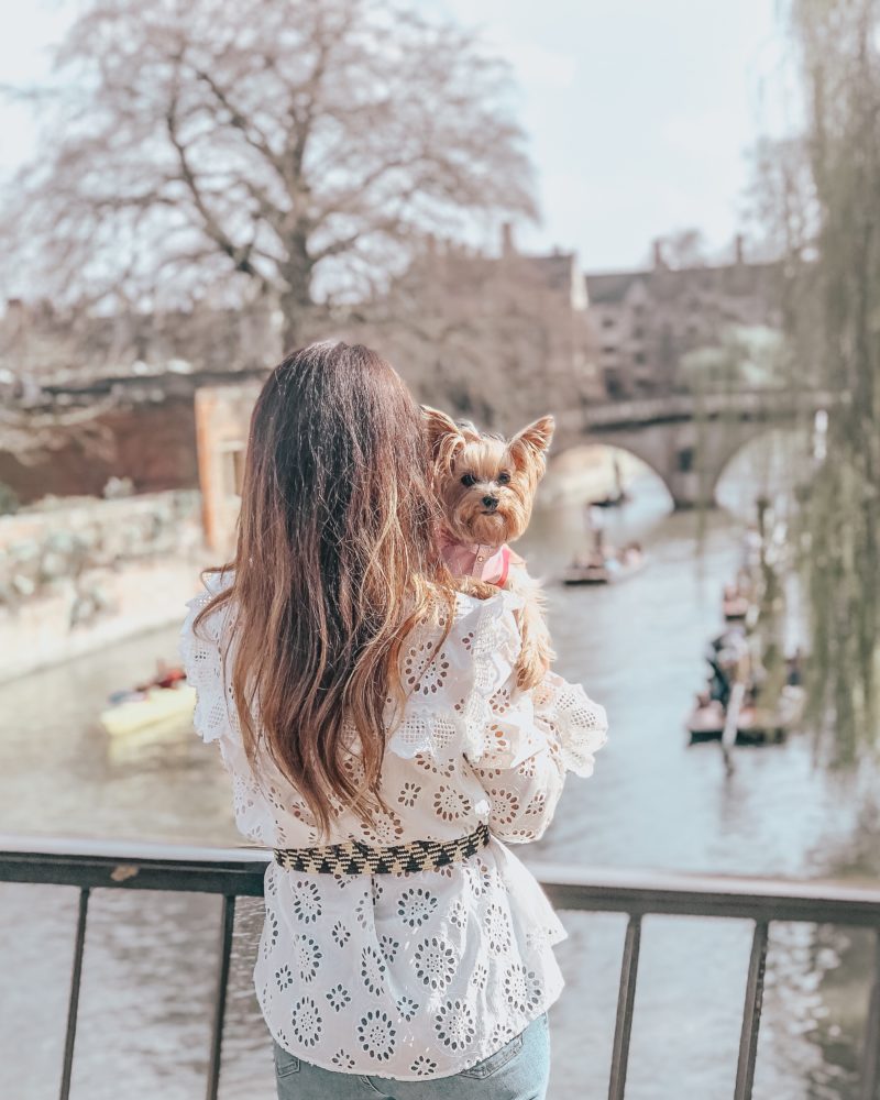 visit cambridge with a dog